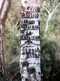 Inscripción de Basiliso Serrano en la corteza de un árbol, 1945
