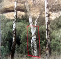 Detalle de la inscripción y dibujo en el árbol